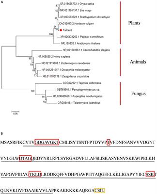 TaRac6 Is a Potential Susceptibility Factor by Regulating the ROS Burst Negatively in the Wheat–Puccinia striiformis f. sp. tritici Interaction